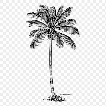 Coconut palm tree png sticker | Free PNG - rawpixel