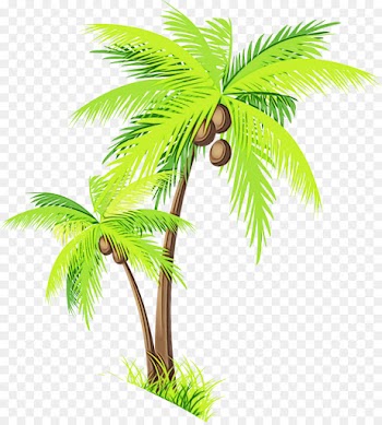 Coconut, Palm Trees, Asian Palmyra Palm, Tree, Plant PNG