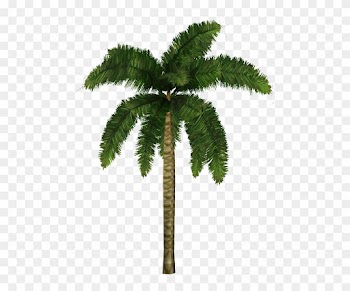 Coconut Palm - Zt2 Palm Tree