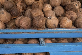 Coconut shells at a local | Free Photo - rawpixel
