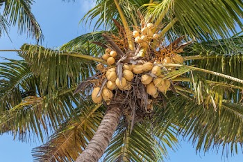 Coconut Tree 