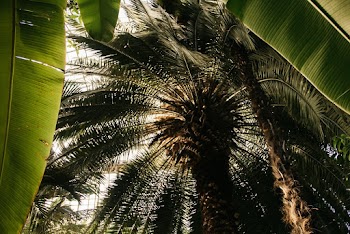 Coconut Tree