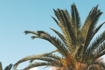 Coconut Tree