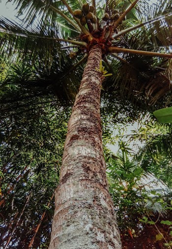 Coconut Tree