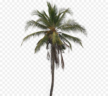 Coconut Tree Arecaceae Clip art - Coconut Tree PNG Pic 