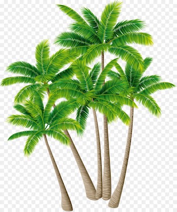 Coconut Tree Arecaceae Download - Coconut tree vector material green plants 