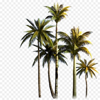 Coconut Tree Asian palmyra palm Euclidean vector - Coconut Grove 