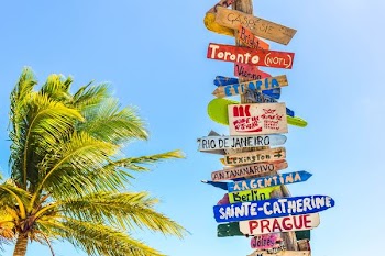 coconut tree beside wooden post filled with signboards