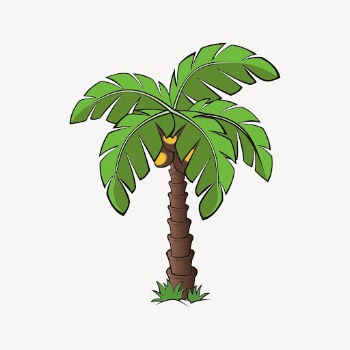 Coconut tree clipart, botanical illustration | Free Vector - rawpixel