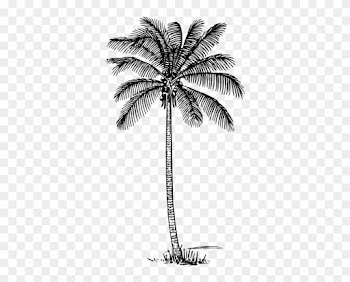 Coconut Tree Clipart Kid - Coconut Tree Line Drawing