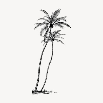 Coconut tree clipart, vintage botanical | Free Vector - rawpixel