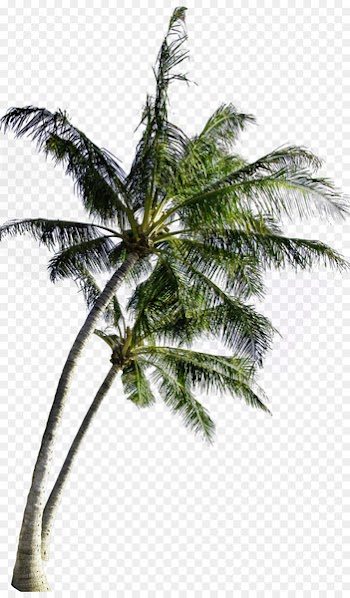 Coconut Tree Computer file - coconut tree 