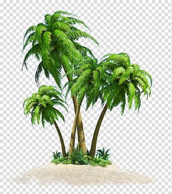 Coconut Tree Computer file, coconut tree transparent background PNG clipart