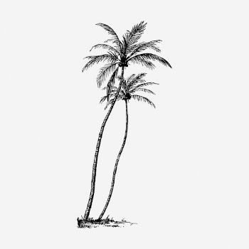 Coconut tree drawing, vintage botanical | Free Photo - rawpixel