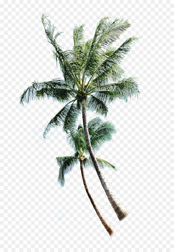 Coconut Tree Euclidean vector - Thai coconut trees 