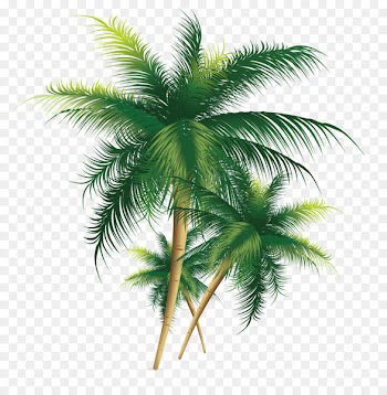 Coconut Tree - Exquisite coconut tree 