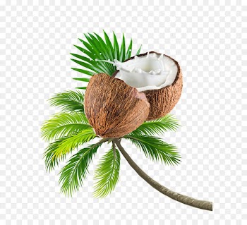 Coconut tree fruit 