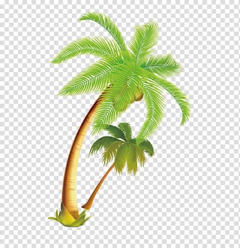Coconut tree illustration, Arecaceae Coconut Tree, Tropical coconut tree material transparent background PNG clipart