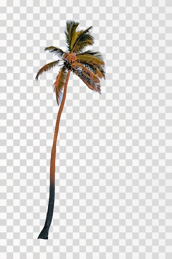 Coconut tree in PNG transparent background