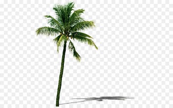 Coconut Tree Leaf - coconut tree 