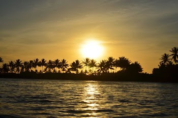 coconut tree near body of water