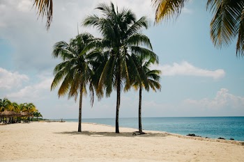 Coconut Tree on the Beach during Daytime