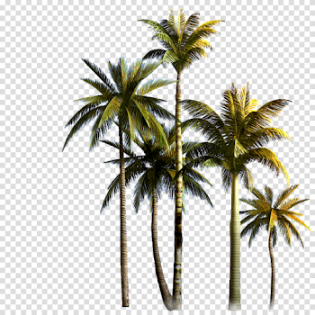 Coconut Tree PNG Background Image