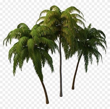 Coconut Tree Png Images Transparent Free Download - Coconut Tree Png