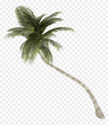 Coconut Tree Png Images Transparent Free Download - Palm Tree No Background