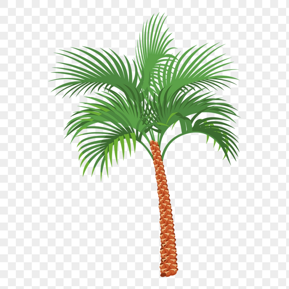 Coconut tree png sticker, tropical | Free PNG - rawpixel