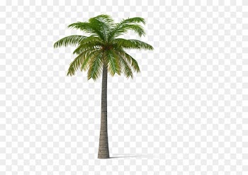 Coconut Tree Transparent - Palm Trees