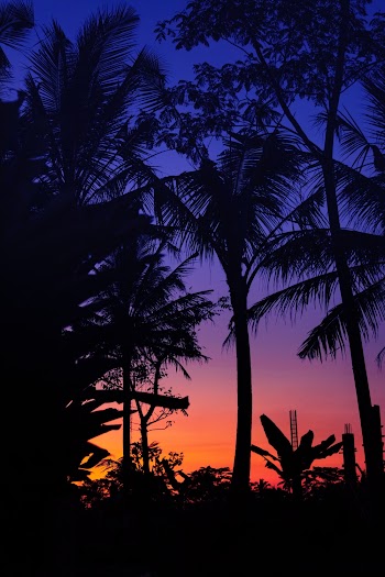 Coconut Trees
