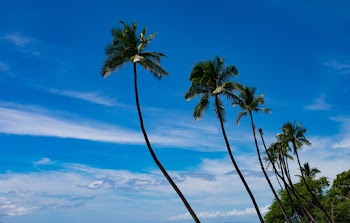 Coconut Trees
