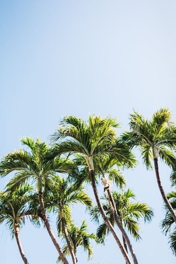 coconut trees
