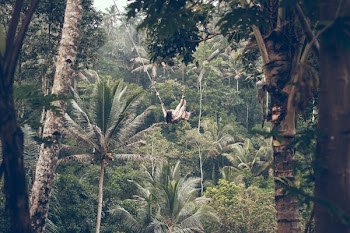 Coconut Trees