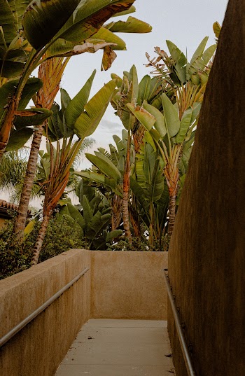 Coconut Trees