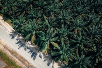 Coconut Trees