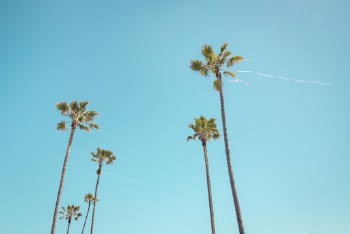 Coconut Trees