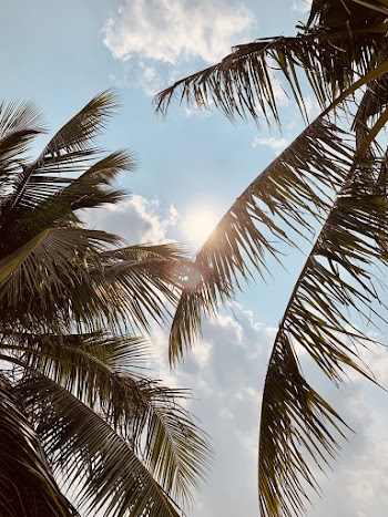 Coconut Trees