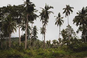 Coconut Trees