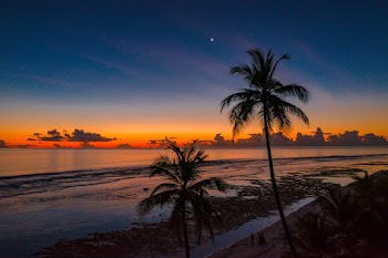 Coconut Trees