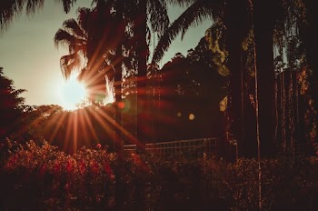 Coconut Trees And Plants During Golden Hour