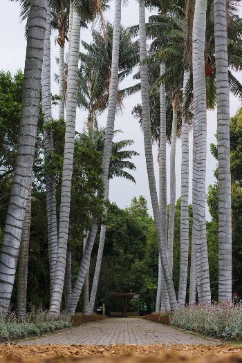 Coconut Trees Beside Road