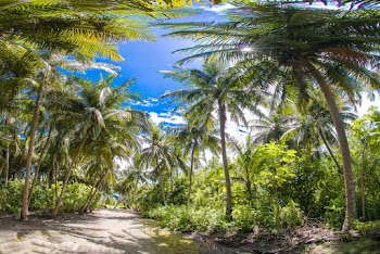 Coconut Trees Beside Road