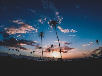 Coconut Trees during Dusk