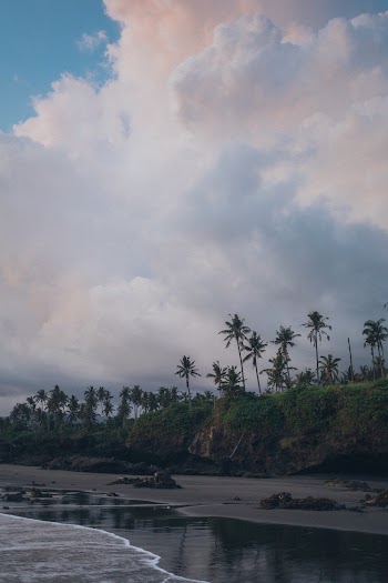 Coconut Trees Near Body of Water