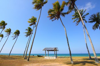Coconut Trees Near Shoreline