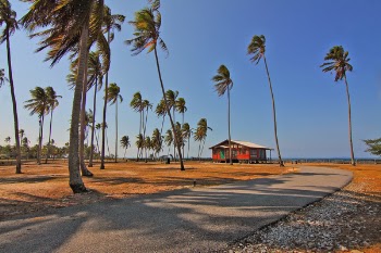 Coconut Trees on Land