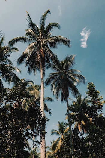 Coconut Trees Photo