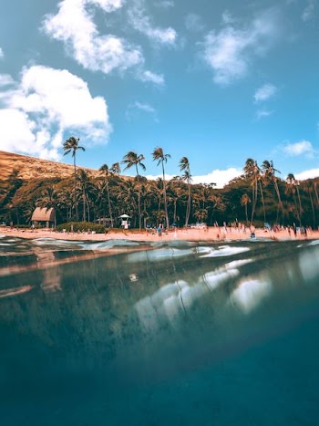 coconut trees reflecting on still body of water